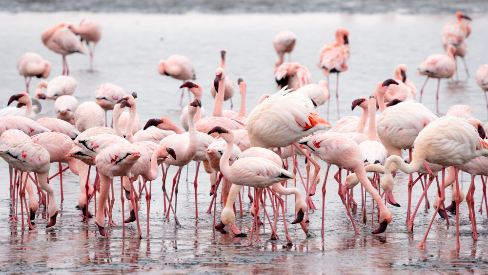 Flamingoes at Lake Nakuru National Park