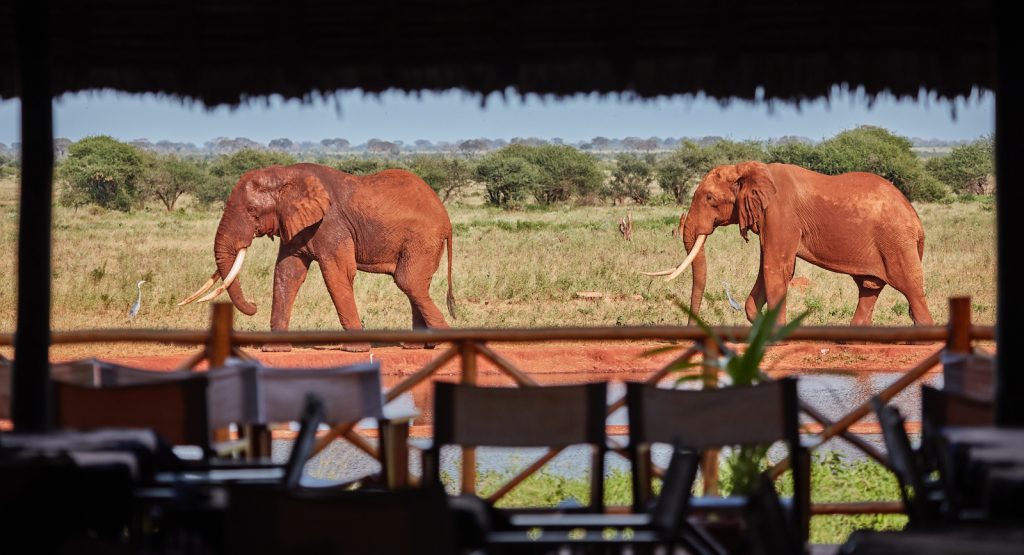 Ngutuni Safari Lodge